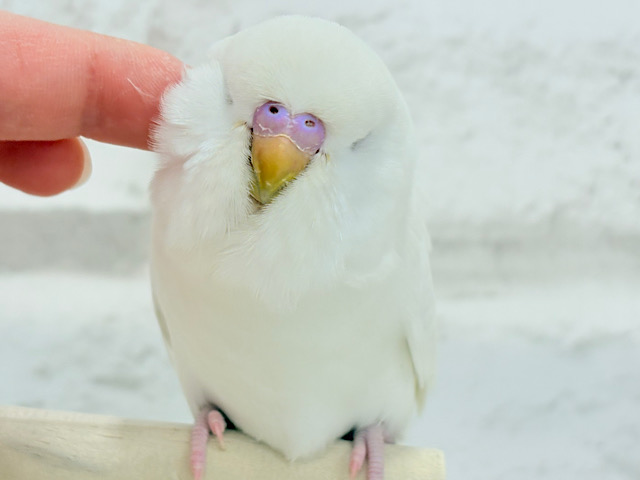 【最新画像更新🪄】もっふもふ大天使🧚‍♀️💖ジャンボセキセイインコ(ダブルファクター) ヒナ
