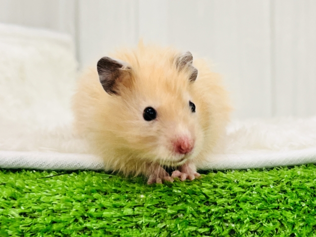 私は特別♡艶々サテンハムスター入舎です🌟