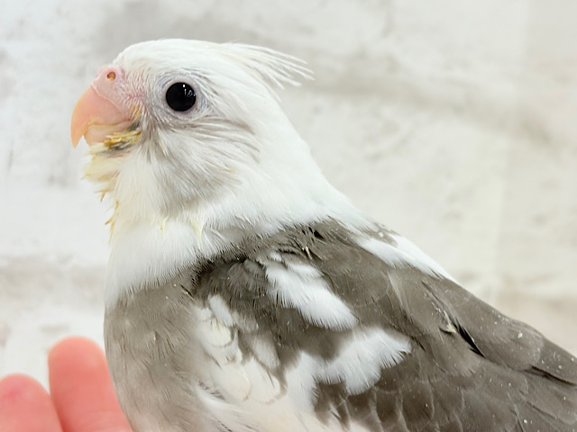 【最新画像更新🪄】オセロカラーの元気っ子怪獣🐣🖤🤍オカメインコ(WFパイド) ヒナ