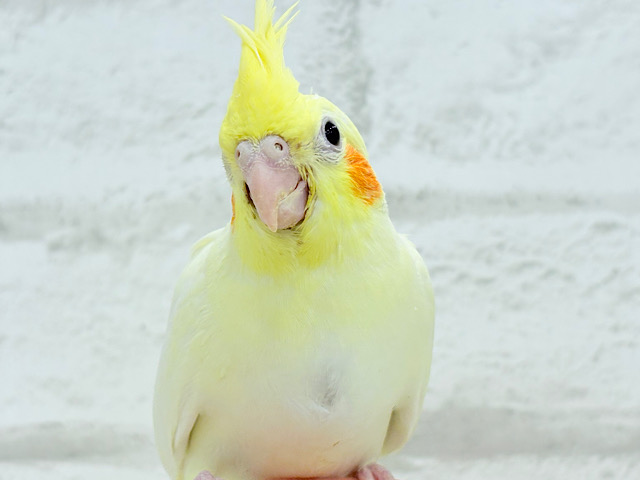 【最新画像更新🪄】優しいお顔のタレ目ちゃん♡オカメインコ(ルチノー) ヒナ