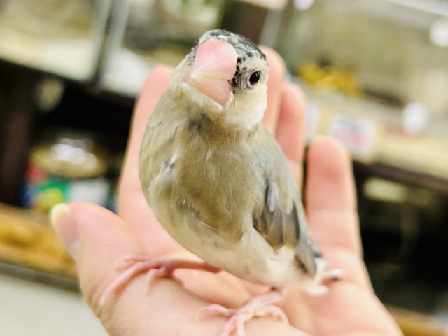 【最新画像更新☆☆】むっちり安心ボディさん(*^-^*)　桜文鳥