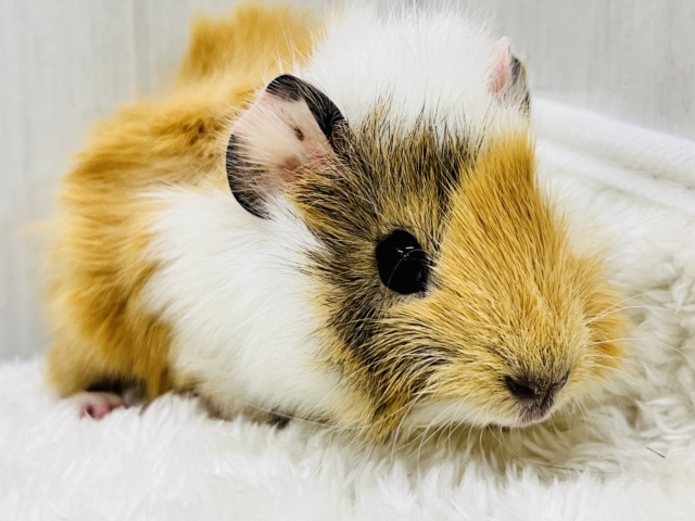 ちょっとおこげ付き🍡みたらしちゃん🧡アビシニアンモルモットの女の子🫰