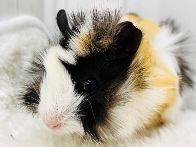 澄んだ瞳✨のモヒカンヘアーのアビシニアンモルモットちゃん♡