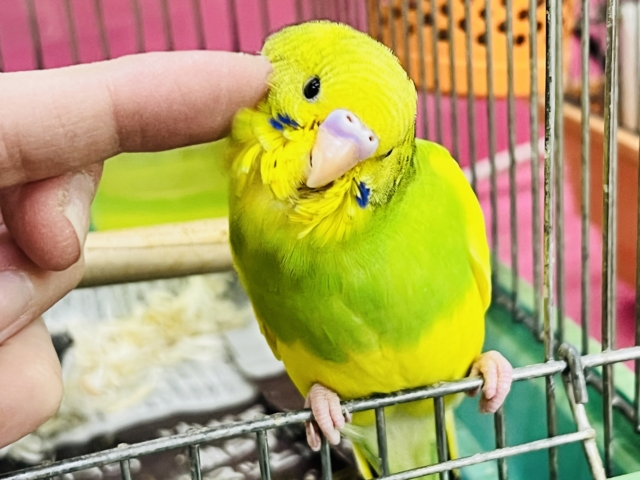 どんなアングルでも最高のビジュ︎💕︎︎セキセイインコのヒナ(グリーンパイド)入荷しました❤️