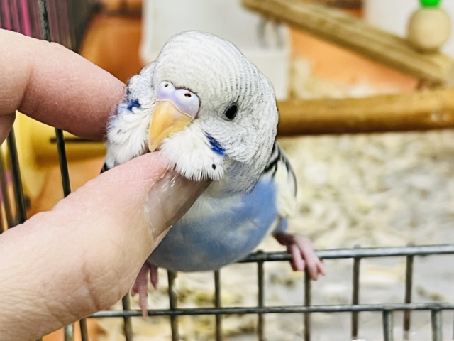 潜るの大好き♡ご飯もりもり！！🍚セキセイインコ(ブルーパイド)❤️
