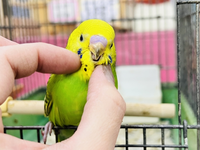 ごくっごくっグリーンスムージー‪💚セキセイインコのヒナ(グリーンオパーリン)入荷しました❤️