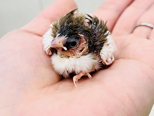 ちびちびフィンチ代表⁈十姉妹の雛入舎でーす！！