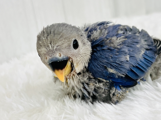 濃い紫色がクールかっこいい💙小桜インコのバイオレットの雛が入舎しました✨