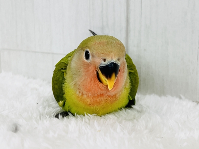 赤面しちゃう♥️ずっしり小桜インコのノーマルカラー入舎しました☆