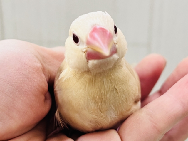 綺麗な赤目ちゃんに惹かれてく～✨シナモン文鳥のヒナ入荷しました❤️