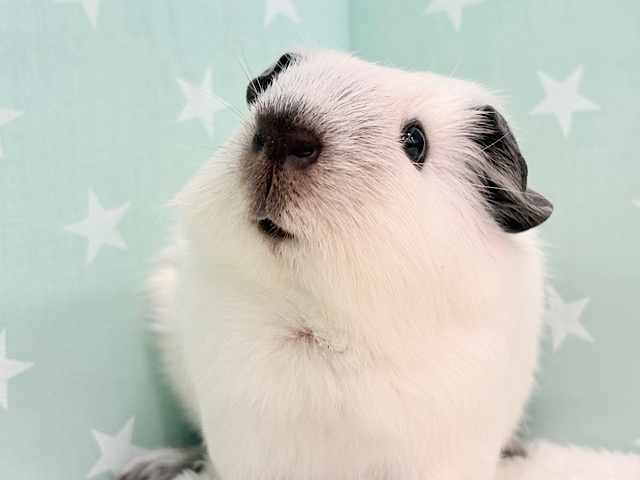 【最新画像更新🪄】美しい流線形🐹🌿甘えんぼモル🍼ロシアンスモークモルモット 男の子