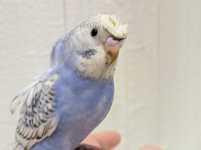 最新画像あります！ぴょんぴょん癖っ羽のオシャレさん😆💘羽衣❓セキセイインコやって来た！！