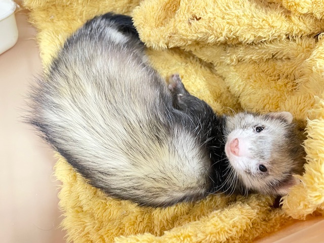 食欲より睡眠欲☆　マーシャルフェレット（スターリングセーブル）