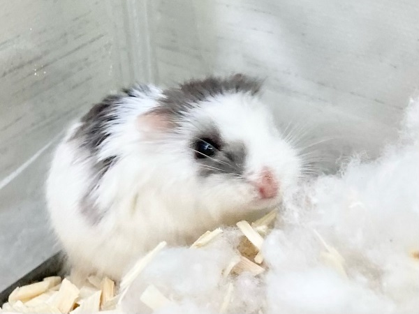 最新画像！ロボロフスキーハムスター（ブルーパイド）　マイペースな女の子です♪