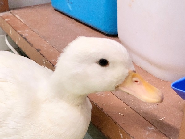 最新画像！⭐️モチモチ✨⭐︎コールダック　女の子