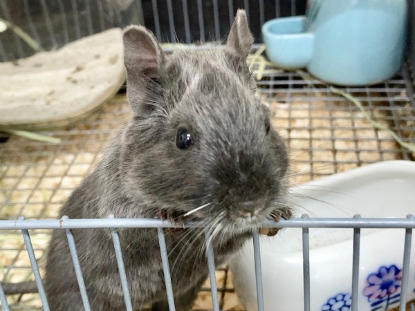 デグー（バイオレット）　女の子　カキカキできるようになりました♪