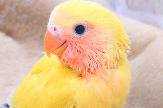 最新画像になります☆もぎたてフレッシュ🍒💛✴️　コザクラインコ（ゴールデンチェリー）