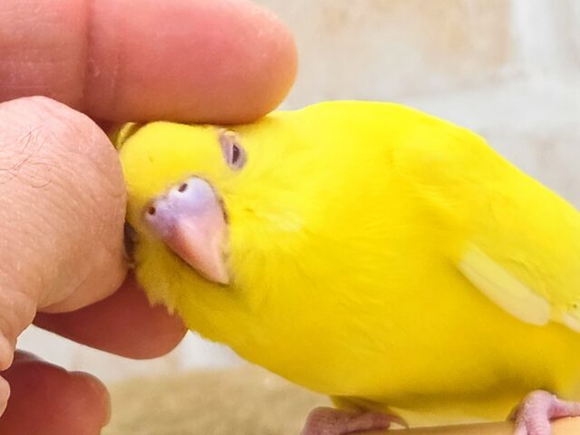 最新画像になります☆ハッピーイエロー💛🌼🎉　セキセイインコ（ルチノー）