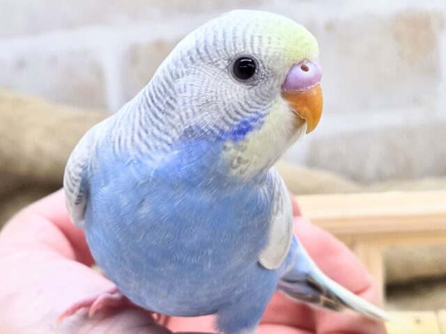 最新画像になります☆ごきげんよろしくて？？麗しカラー💎✨　セキセイインコ（色変わり）