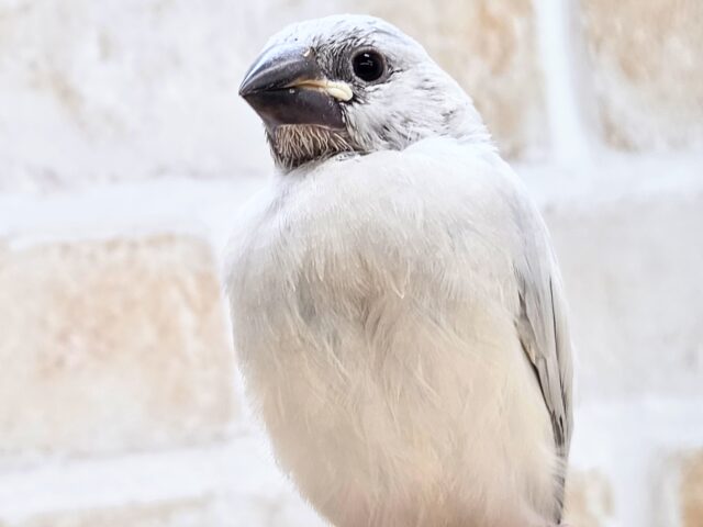 最新画像になります☆輝くシルバー🩶🤍　シルバー文鳥