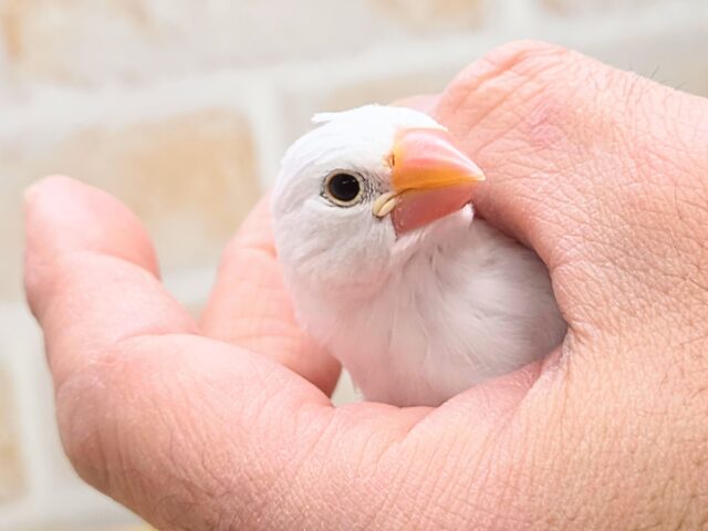 最新画像になります☆真っ白おもちさん🪽✨　白文鳥