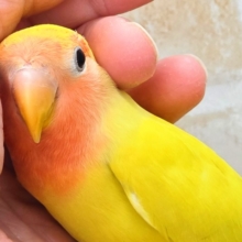 最新画像になります☆遊び仲間、募集ちゅう～😍　コザクラインコ（ゴールデンチェリー）