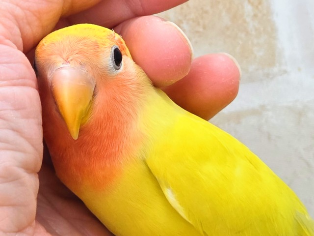 最新画像になります☆遊び仲間、募集ちゅう～😍　コザクラインコ（ゴールデンチェリー）