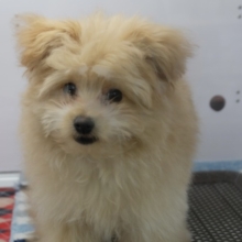 3/31最新🎥ペロッと出ちゃう👅MIX犬（ポメラニアン×プードル）2025年12月8日生まれ　男の子