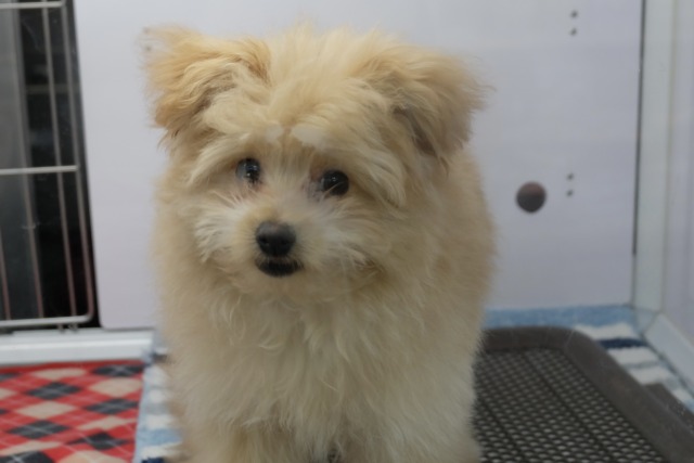 3/31最新🎥ペロッと出ちゃう👅MIX犬（ポメラニアン×プードル）2025年12月8日生まれ　男の子