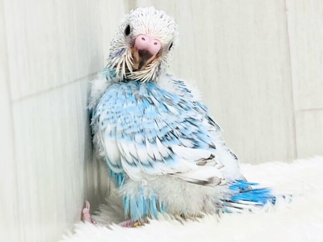 爽やかスカイブルー🩵セキセイインコのブルースパングル🌟