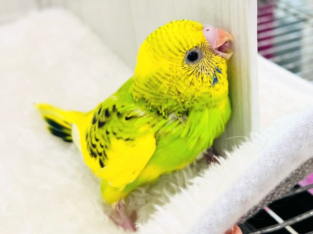 元気ﾊﾂﾗﾂ✨❣️追いかけてくるよ💨セキセイインコのグリーンパイド🌱