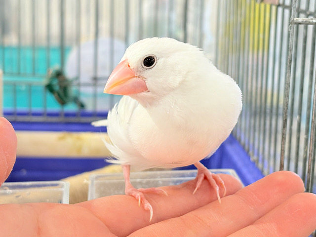 【最新画像・動画更新🪄ひとり餌・カゴデビューしました‪☆】裸ん坊天使🐣🤍白文鳥 ヒナ