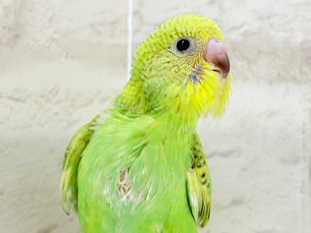 【最新画像更新🪄】ふわふわわた毛が雪みたい🐣❄️💚セキセイインコ(スパングル) ヒナ