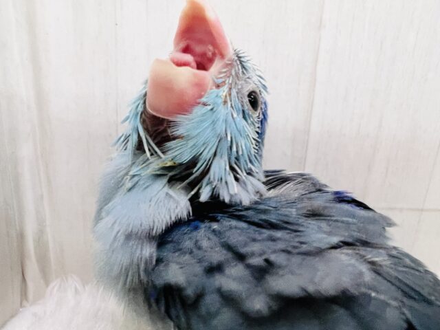 ガオーとマメザウルス⁈瑠璃色💙濃くて綺麗なマメルリハのブルー！