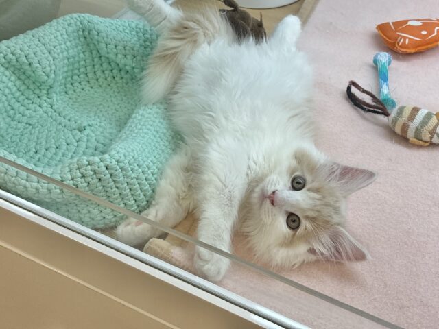 美形男子のお出ましぃ〜♡サイベリアンくん！