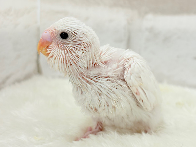 元気いっぱい‪☆雪ん子ちゃん🐣❅*॰ॱセキセイインコ(ダブルファクター) ヒナ