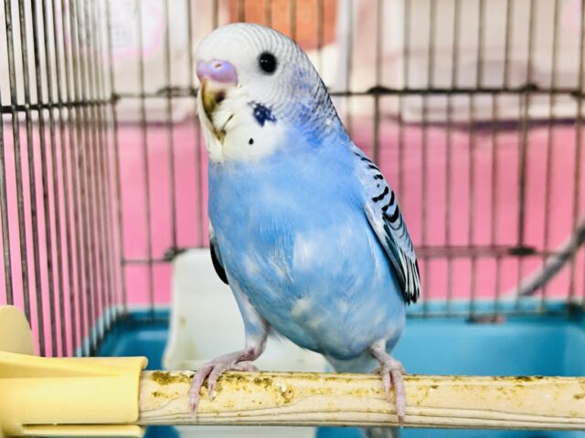 濃くて綺麗✨セキセイインコ(ブルーオパーリン)のヒナ入荷しました❤️