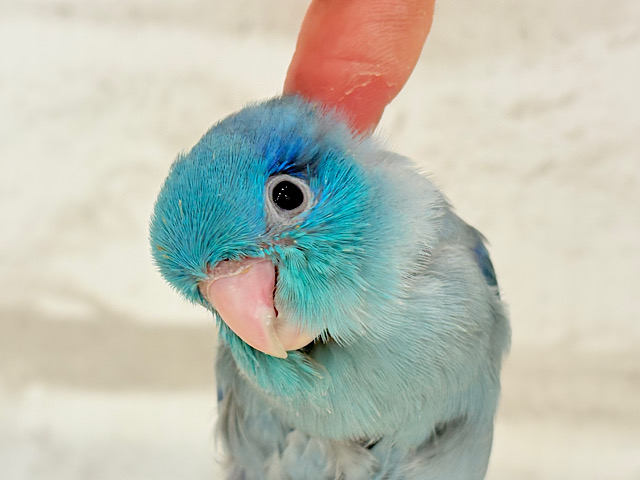 【最新画像更新🪄もうすぐひとり餌‪☆】存在感は大型並！？？恐竜マメたん🦕⋆͛マメルリハ(ブルー) 男の子 ヒナ