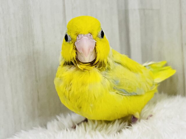 僕はドクターイエロー🚆⁉︎マメルリハのアメリカンイエローの男の子✌️