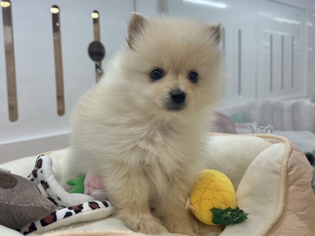 笑顔が止まらない〜〜っ🎶ポメラニアンくん！