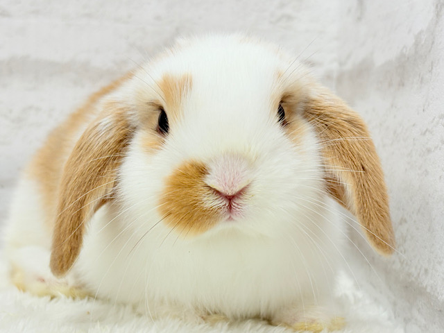 【動画更新🪄】ツインテールが似合ってる🐰💖ロップイヤーラビット(ブロークン)女の子