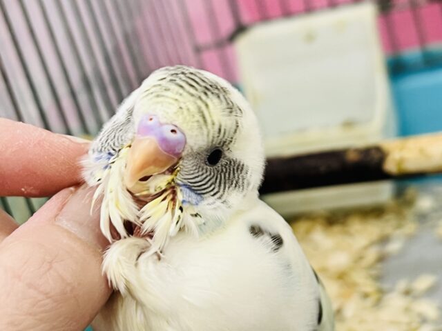 ふわふわ系☁️可愛いが溢れる〜🌈セキセイインコのヒナ(4色ハルクイン)❤️