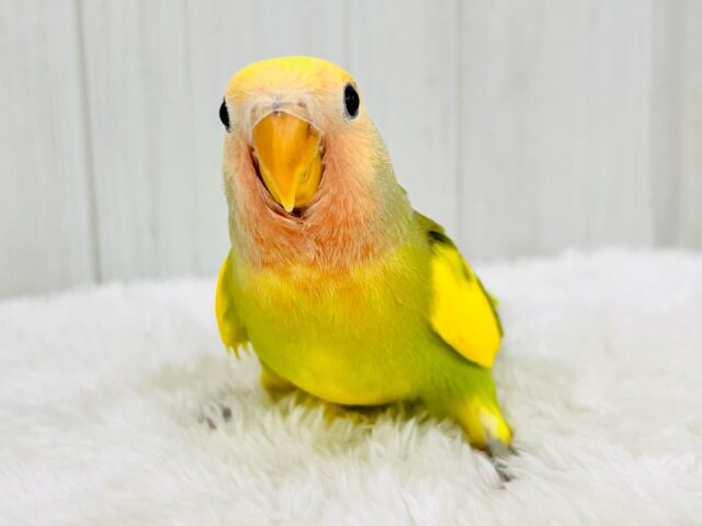 たっぷりイエロー💛個性派！小桜インコのタイガーチェリー🌼