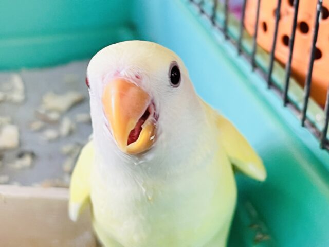 ほんわかイエローがｷｭｰﾄなの💛小桜インコのクリームルチノー