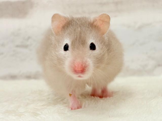 ふんわり淡セーブル🐹🫧セーブルハムスター(女の子)