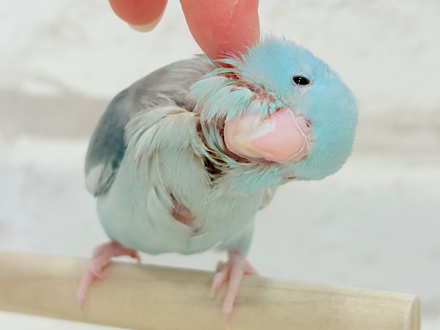 【最新画像更新🪄もうすぐひとり餌‪☆】甘々注意💖あたまに雪が舞い降りた🐣❄️マメルリハ(ブルーパイド)女の子 ヒナ