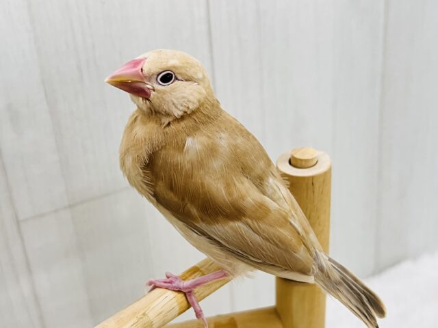 濃厚キャラメル🍬濃く濃くなりました✨シナモン文鳥！