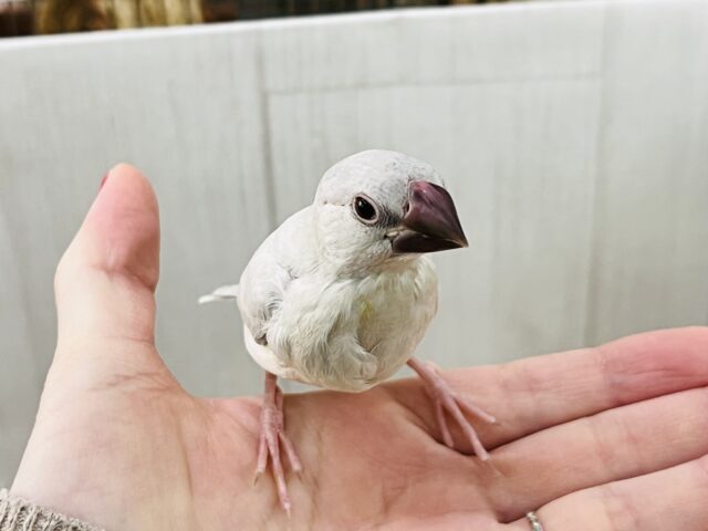 画像更新✨あなたの胸にカムバック❤️煌めくシルバー文鳥！