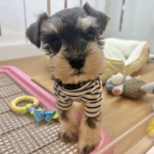 ボクの眉毛に魅了されちゃうよ♥ミニチュアシュナウザーくん！