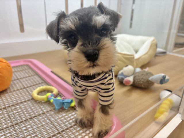 ボクの眉毛に魅了されちゃうよ♥ミニチュアシュナウザーくん！